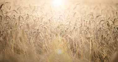 Bir yaz günü sarı buğdaylı tarla. İyi hasat