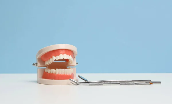 Plastic Model Human Jaw White Even Teeth Medical Examination Mirror — Stock Photo, Image