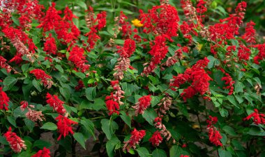 Salvia divinorum, çiçek açan kırmızı çiçekli ve yeşil yapraklı bahçe. Gün