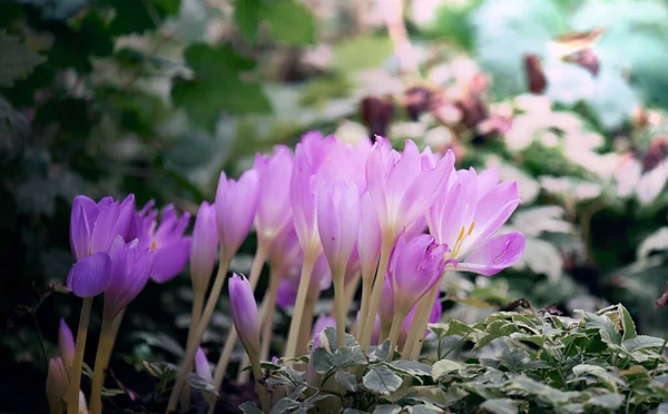 Crescenti Crochi Fiore Giardino Una Giornata Estiva — Foto Stock