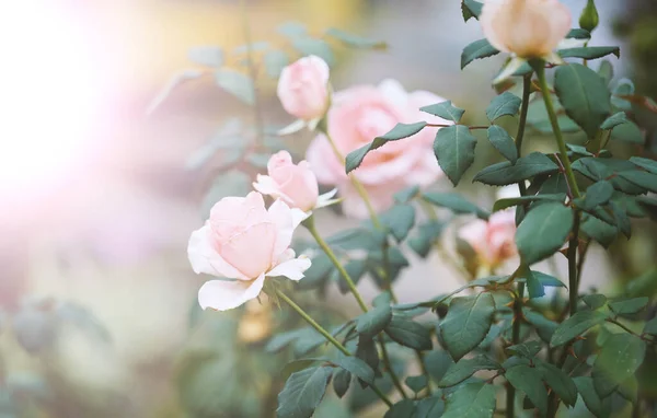 Zweig Mit Blühenden Rosa Rosenknospen Und Grünen Blättern Nahaufnahme — Stockfoto