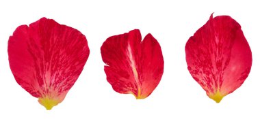 Three red petals with veins and a yellow base. Isolated background. A delicate and vibrant floral design element.