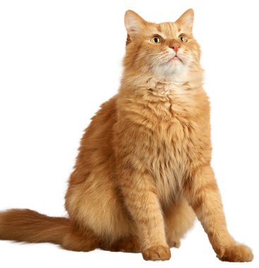 Tüylü kızıl bir kedi tam yükseklikte oturur ve merakla bakar. İzole edilmiş arkaplan