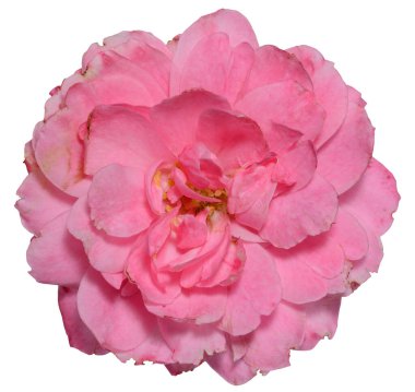 Soyutlanmış arka planda çiçek açan pembe gül tomurcuğu, üst manzara