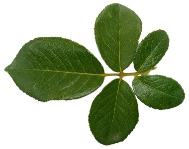 İzole edilmiş arkaplanda yeşil yapraklı gül dalı, üst görünüm