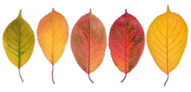 İzole edilmiş arka planda sarı ve kırmızı kiraz ağacı yaprakları sırası