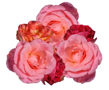 Çok renkli güller buketi. Yakın plan, izole arka plan.