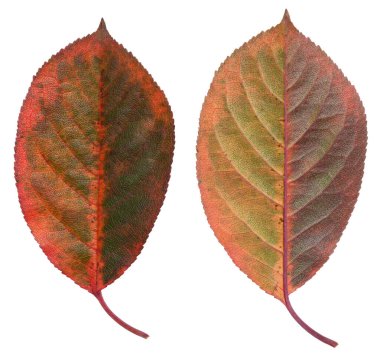 Zengin bir portakal kırmızısı sonbahar kiraz yaprağı. İzole edilmiş arka plan. Ayarla