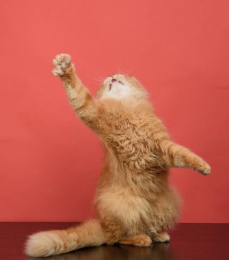 Yetişkin bir kızıl kedi kırmızı arka planda ön patisini uzatır.