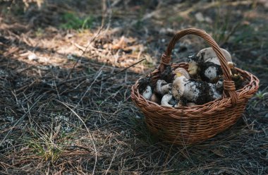 Kuru iğneler ve çimenlerle kaplı, sonbahar çam ormanlarında yerde duran porcini mantarları ve toprakla dolu bir hasır sepet.