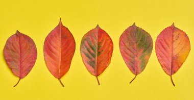 Sarı arka planda kırmızı ve sarı yapraklar, üst manzara