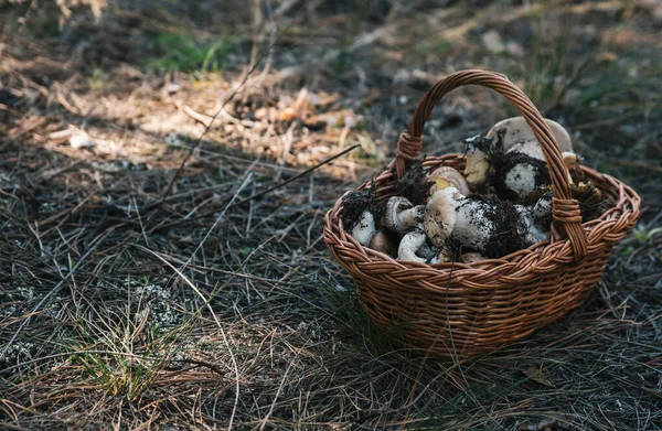 Kuru iğneler ve çimenlerle kaplı, sonbahar çam ormanlarında yerde duran porcini mantarları ve toprakla dolu bir hasır sepet.