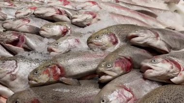 Taze alabalık ezilmiş buzun üzerinde tezgahta, yana doğru ilerliyor.