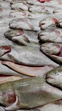 Taze alabalık ezilmiş buzun üzerinde tezgahta, yana doğru ilerliyor.