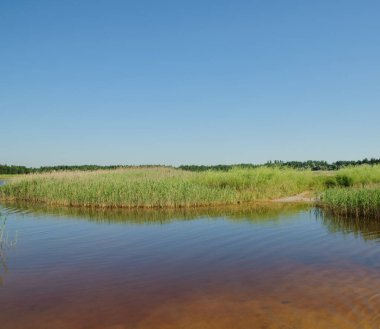 Ön planda kahverengimsi su bulunan Kherson bölgesindeki iyotlaşmış bir rezervuarın manzarası, yoğun yeşil sazlıklar, açık mavi gökyüzü, Ukrayna...