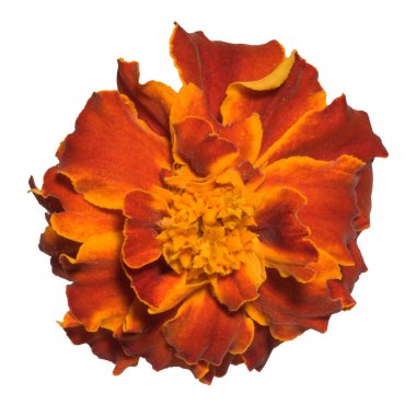 İzole edilmiş arkaplanda çiçek açan kadife çiçeği tomurcuğu