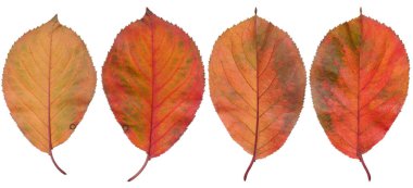 İzole edilmiş arkaplanda kırmızı kiraz yaprakları, ayarla