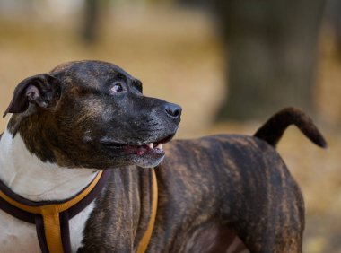 Bir sonbahar parkının arka planında, brindle renginde bir Staffordshire Terrier 'inin namlusunun profili.