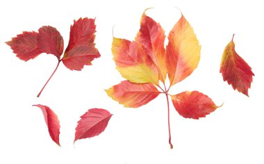 Bakire saçı sarmaşığından dökülen yapraklar, kırmızı ve sarı gölgeler, sivri uçlar. İzole edilmiş arkaplan