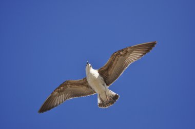 Sea bird gökyüzünde