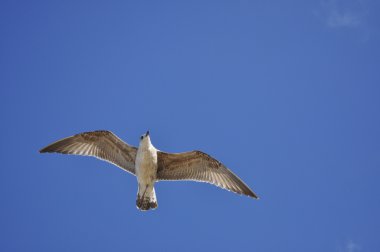 Sea bird gökyüzünde