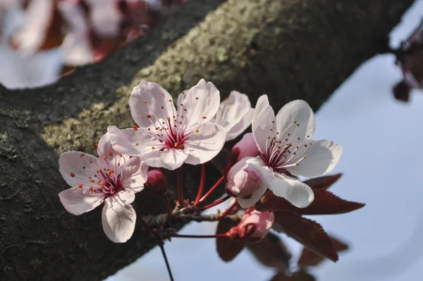 Cherry Blossom in spring park — Stock Photo, Image