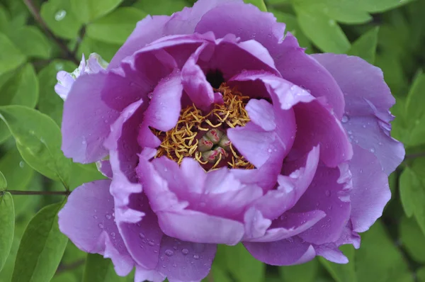 Flor de cereja no parque de primavera — Fotografia de Stock