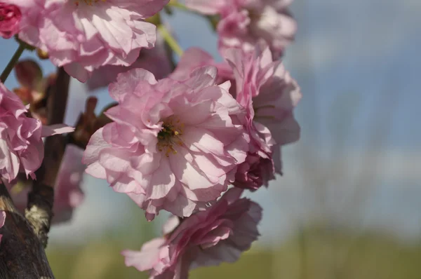 Fiori di sakura rosa — Foto Stock