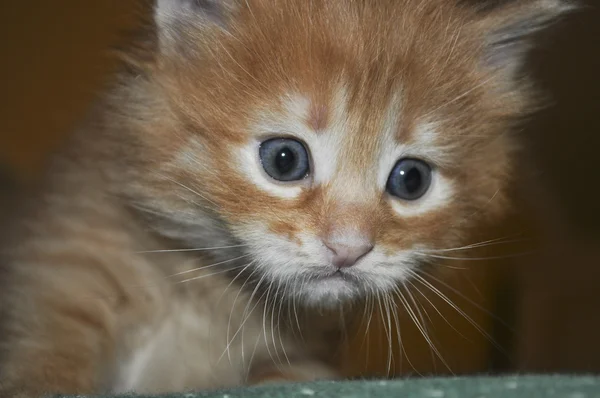 かわいい子猫のクローズ アップ — ストック写真