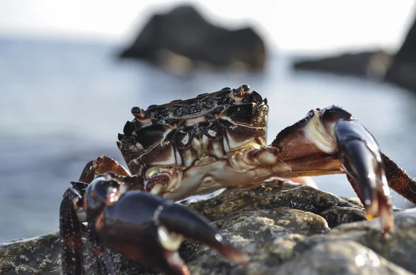 Crabe sur un fond mer — Photo