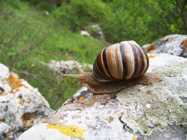 Snail crawling on the stone — Stock Photo, Image