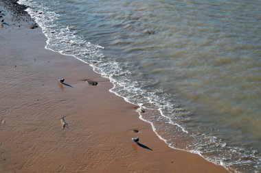 Thames nehrinin kıyısında kumlu sahilde küçük dalgalar ve martılar var.