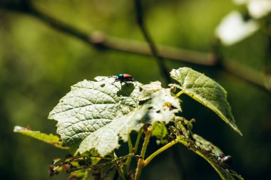Quebec, Kanada 'da yerel bir üzüm bağında üzüm yapraklarına zarar veren Japon böcekleri
