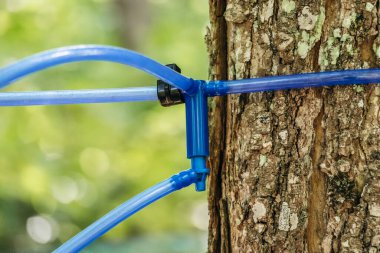 Kanada 'nın Quebec kentindeki modern akçaağaç özsuyu toplama sisteminin ayrıntılı bir görüntüsü, akçaağaç şurubu üretiminde kullanılan özsuyu çıkarmak için ormandaki akçaağaç ağaçlarına bağlı mavi plastik boruları gösteriyor.
