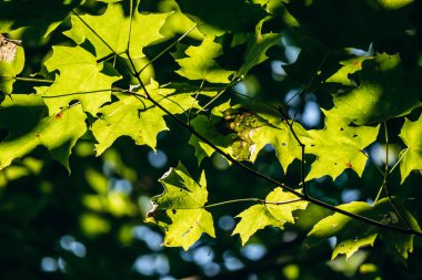 Kanada 'nın Quebec kentindeki akçaağaç şurubu çiftliğinin yakınındaki yeşil akçaağaç yaprakları ağaçların arasından süzülen sıcak güneş ışığı ile aydınlatılmış, akçaağaç yaprağının doğal dokusunu ve canlı rengini gözler önüne seriyor.