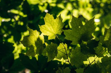 Kanada 'nın Quebec kentindeki akçaağaç şurubu çiftliğinin yakınındaki yeşil akçaağaç yaprakları ağaçların arasından süzülen sıcak güneş ışığı ile aydınlatılmış, akçaağaç yaprağının doğal dokusunu ve canlı rengini gözler önüne seriyor.
