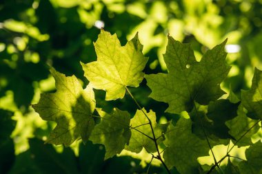 Kanada 'nın Quebec kentindeki akçaağaç şurubu çiftliğinin yakınındaki yeşil akçaağaç yaprakları ağaçların arasından süzülen sıcak güneş ışığı ile aydınlatılmış, akçaağaç yaprağının doğal dokusunu ve canlı rengini gözler önüne seriyor.