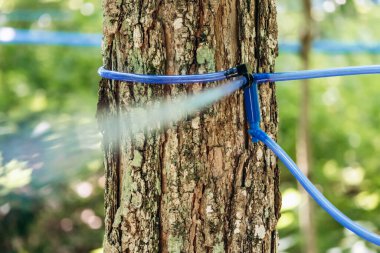 Kanada 'nın Quebec kentindeki modern akçaağaç özsuyu toplama sisteminin ayrıntılı bir görüntüsü, akçaağaç şurubu üretiminde kullanılan özsuyu çıkarmak için ormandaki akçaağaç ağaçlarına bağlı mavi plastik boruları gösteriyor.