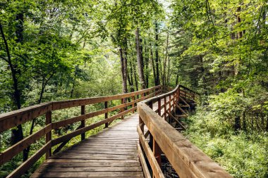 Parc des Chutes de la Petite Riviere Bostonnais, Quebec 'teki yemyeşil ormanda tahta tahta kaldırım.