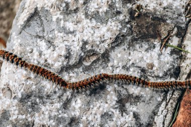 Tırtıllar güneşli bir günde kaldırımda sıra sıra yürüyorlar.