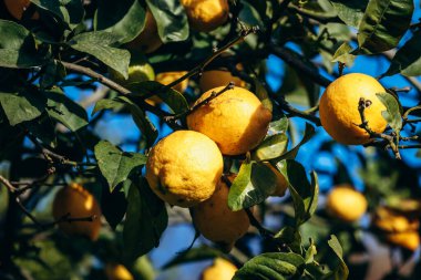 Fransız Rivierası 'ndaki Menton bahçesinde limon ağaçlarında yetişen olgun limonlar.