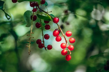 Kuzey frenk üzümü (Ribes triste) üzümleri yazın yeşil yapraklardan sarkan, Mashteuiatsh, Quebec, Kanada