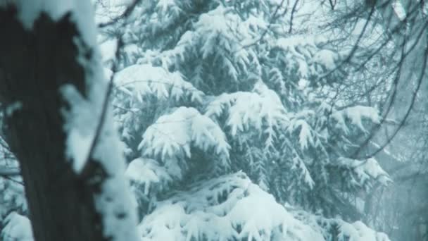 Las nevadas en el bosque con el abeto grande esmerilado sin gente en el día frío invernal — Vídeo de stock