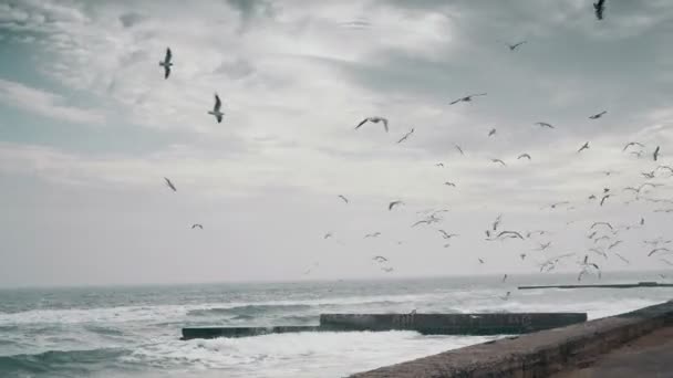 组的海鸥 Fliying 在海滩上 — 图库视频影像