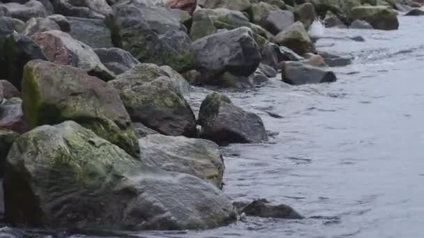 Океанские волны омываются камнями из черных базальтовых колонн — стоковое видео