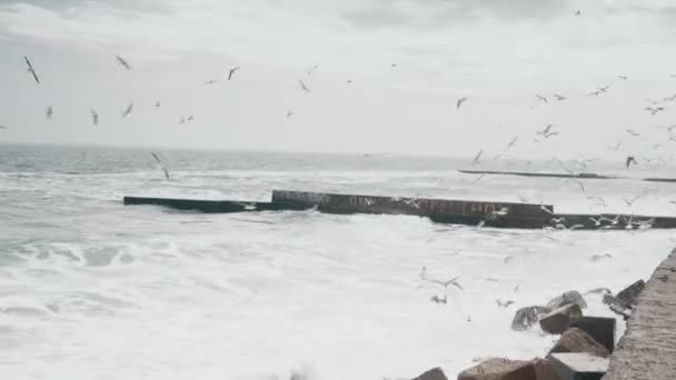 Csoportja, a tengerparton a tenger sirály Fliying — Stock videók