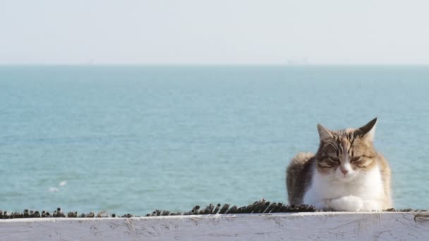 Милый молодой кот лежит на пляже — стоковое видео