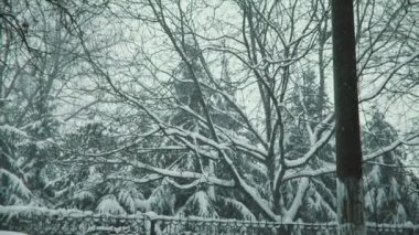 Kar yağışı ile insanlar olmadan buzlu köknar ağacı