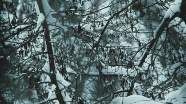 Schneefall mit gefrorener Tanne ohne Menschen — Stockvideo