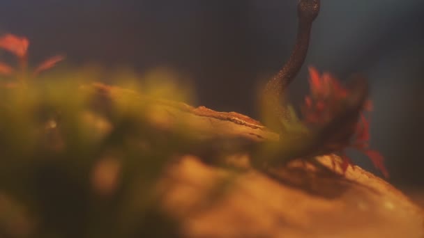 Kígyó másznak a különböző növények az akvárium Múzeum, Ausztria — Stock videók